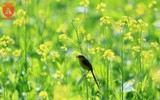 Cánh đồng cải vàng, điểm 